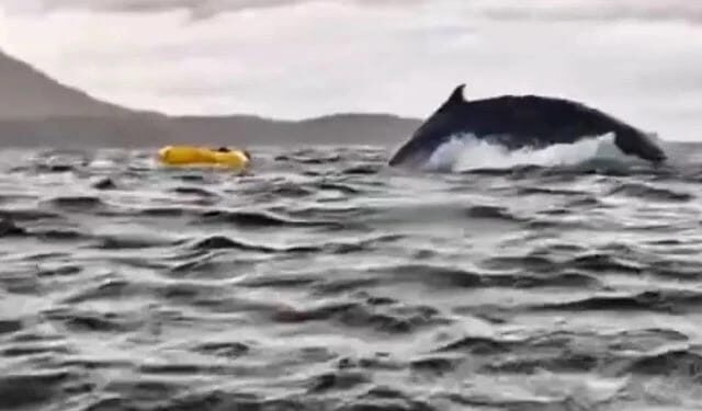 Jovem é engolido por baleia enquanto remava de caiaque