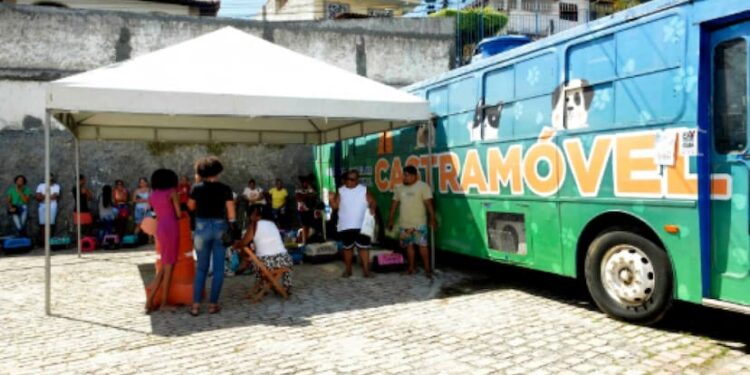 Prefeitura de Salvador oferece serviço de Castração para animais domésticos em Itapuã