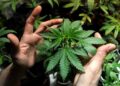 STF mantém decisão sobre a descriminalização da maconha e define limite de 40g para uso pessoal