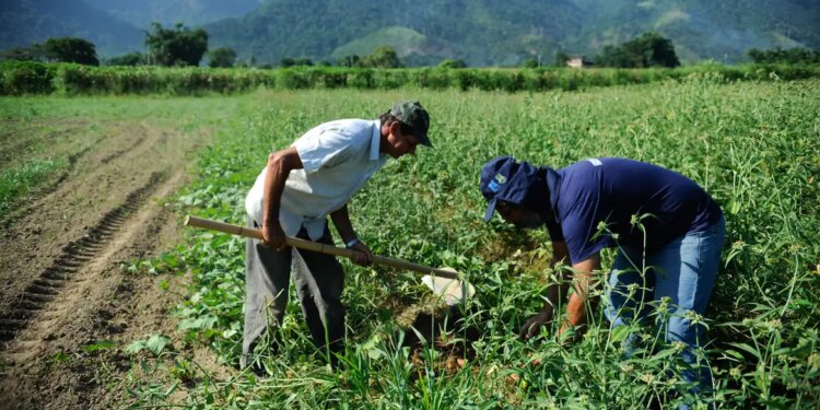 pronaf:-basa-projeta-atender-30-mil-familias-com-r$-2,5-bi-em-financiamentos,-em-2025