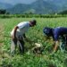 pronaf:-basa-projeta-atender-30-mil-familias-com-r$-2,5-bi-em-financiamentos,-em-2025