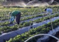 pronaf:-basa-projeta-atender-30-mil-familias-com-r$-2,5-bi-em-financiamentos,-em-2025