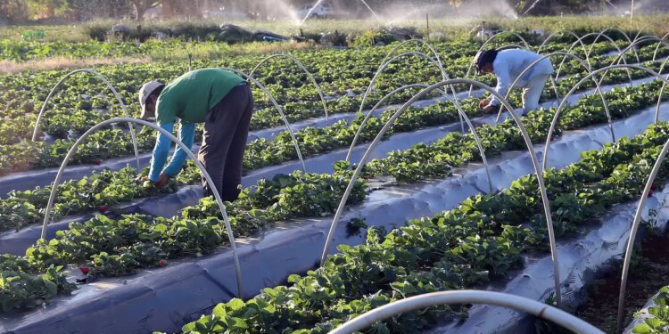 pronaf:-basa-projeta-atender-30-mil-familias-com-r$-2,5-bi-em-financiamentos,-em-2025