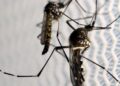 chikungunya:-em-surto,-municipio-de-sc-registra-segundo-obito