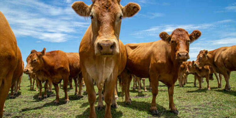 preco-da-arroba-do-boi-gordo-volta-a-subir,-nesta-sexta-feira-(21)