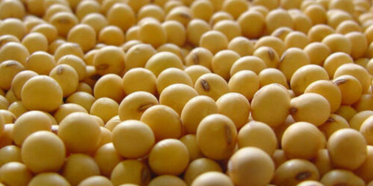 soja-e-trigo-registram-alta-nos-precos,-nesta-sexta-feira-(21)