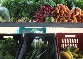 encontro-em-paris-busca-compromissos-politicos-por-alimentacao-global