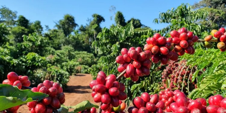 preco-da-saca-de-cafe-aumenta,-nesta-quarta-feira-(26)