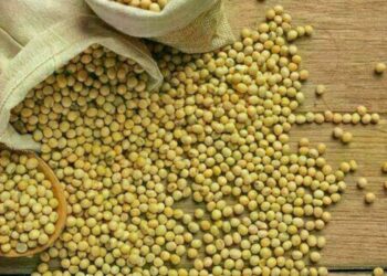 soja-comeca-a-quarta-feira-(2)-com-queda-no-preco,-no-litoral-do-parana