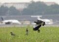 projeto-da-secretaria-nacional-de-aviacao-civil-visa-diminuir-colisoes-entre-avioes-e-animais