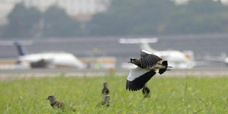 projeto-da-secretaria-nacional-de-aviacao-civil-visa-diminuir-colisoes-entre-avioes-e-animais