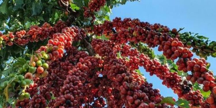 preco-do-cafe-arabica-registra-queda