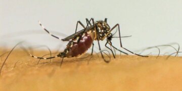 brasil-ultrapassa-1-milhao-de-casos-provaveis-de-dengue-em-2025