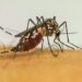 brasil-ultrapassa-1-milhao-de-casos-provaveis-de-dengue-em-2025