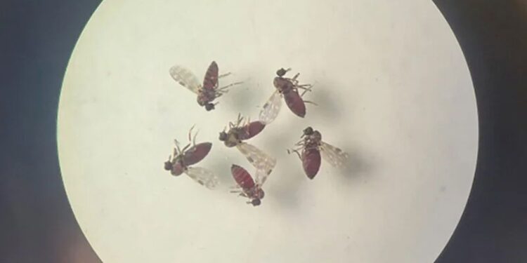 pesquisa-mostra-influencia-de-eventos-climaticos-em-surto-de-oropouche