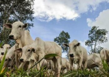 preco-do-boi-gordo-volta-a-cair,-nesta-quinta-feira-(24)