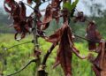 vassoura-de-bruxa:-entenda-como-uma-praga-na-agricultura-levou-o-amapa-a-pedir-ajuda-emergencial