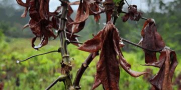 vassoura-de-bruxa:-entenda-como-uma-praga-na-agricultura-levou-o-amapa-a-pedir-ajuda-emergencial