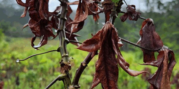 vassoura-de-bruxa:-entenda-como-uma-praga-na-agricultura-levou-o-amapa-a-pedir-ajuda-emergencial