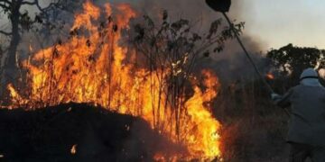 bate-papo-com-a-defesa-civil-explica-contratacoes-emergenciais-para-enfrentar-incendios