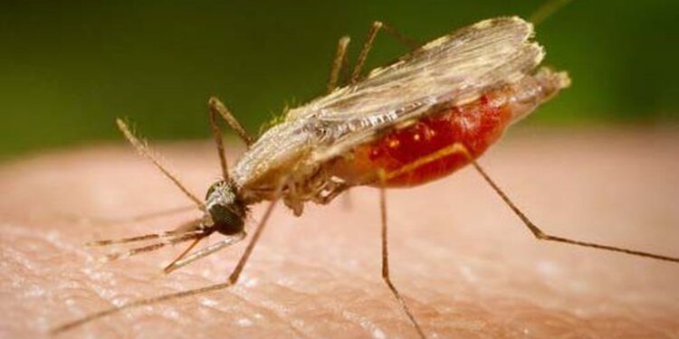 falta-de-diagnostico-e-obstaculo-para-eliminacao-da-malaria-no-brasil