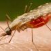 falta-de-diagnostico-e-obstaculo-para-eliminacao-da-malaria-no-brasil