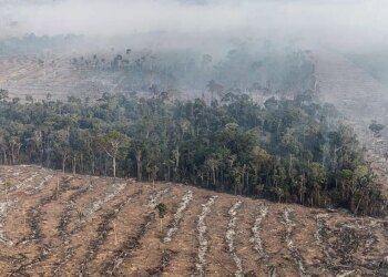 stf-permite-desapropriacao-de-terra-por-incendio-ilegal-e-desmatamento