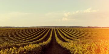 soja-em-queda-no-parana