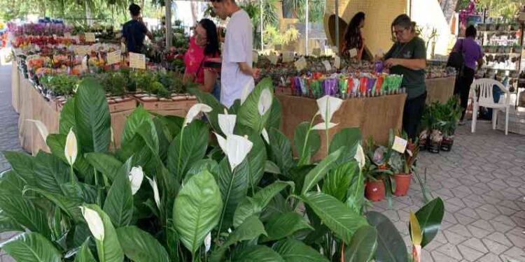 feira-de-flores-celebra-o-dia-das-maes-em-lauro-de-freitas