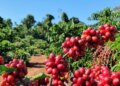 saca-do-cafe-arabica-custa-r$-2.665,-nesta-quarta-feira-(30)
