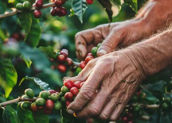 cafe-tem-queda-e-e-cotado-a-r$-2.616,02