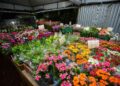 maior-cooperativa-de-flores-do-brasil-encerra-exposicao-nesta-segunda-feira-(12)