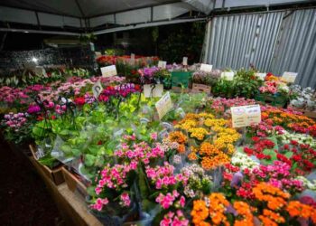 maior-cooperativa-de-flores-do-brasil-encerra-exposicao-nesta-segunda-feira-(12)