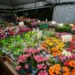 maior-cooperativa-de-flores-do-brasil-encerra-exposicao-nesta-segunda-feira-(12)
