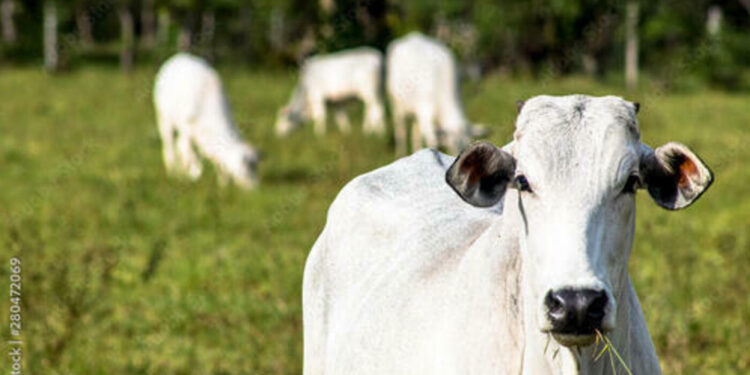 boi-gordo-e-frango-apresentam-estabilidade-no-preco,-nesta-segunda-feira-(12)