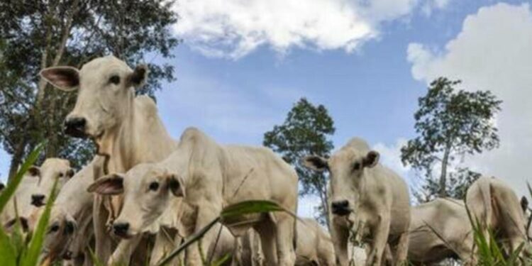 preco-das-carnes-registra-estabilidade-nesta-sexta-feira-(16)
