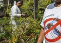 sao-paulo:-estado-registra-721-mil-casos-e-mais-de-600-obitos-por-dengue-em-2025