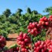 em-queda,-saca-do-cafe-arabica-comeca-quarta-feira-(21)-vendida-a-r$-2.447