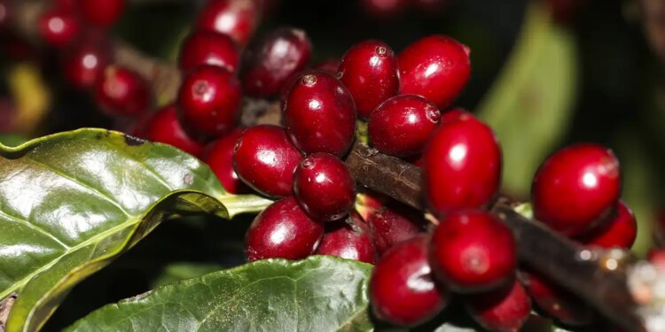 preco-do-cafe-comeca-a-segunda-feira-(26)-em-queda