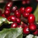 preco-do-cafe-comeca-a-segunda-feira-(26)-em-queda