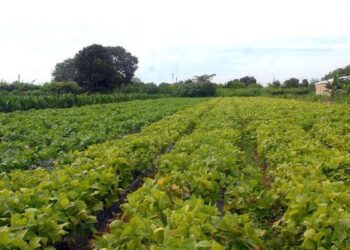 camara-aprova-politica-que-estimula-permanencia-de-jovens-no-campo