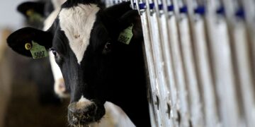 pais-recebe-status-internacional-como-livre-de-febre-aftosa-sem-vacina