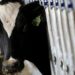 pais-recebe-status-internacional-como-livre-de-febre-aftosa-sem-vacina
