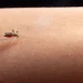 zika-e-chikungunya:-importancia-de-reconhecer-sintomas-e-buscar-atendimento-medico