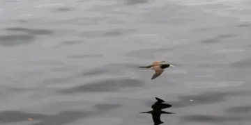 gripe-aviaria:-numero-de-paises-que-restringem-carne-de-ave-do-brasil-chega-a-21