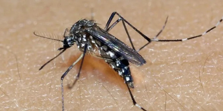 rio-grande-do-sul:-estado-registra-81-mil-casos-provaveis-e-21-obitos-por-dengue-em-2025