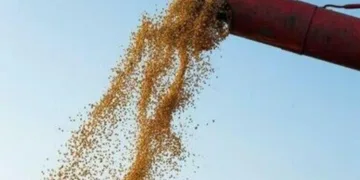 soja-comeca-semana-com-alta-no-preco-da-saca-de-60-quilos,-no-interior-do-parana