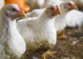 gripe-aviaria:-brasil-confirma-novo-foco-em-aves-domesticas-no-mato-grosso