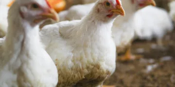 gripe-aviaria:-brasil-confirma-novo-foco-em-aves-domesticas-no-mato-grosso