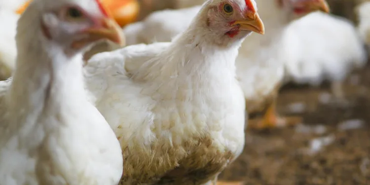 gripe-aviaria:-brasil-confirma-novo-foco-em-aves-domesticas-no-mato-grosso